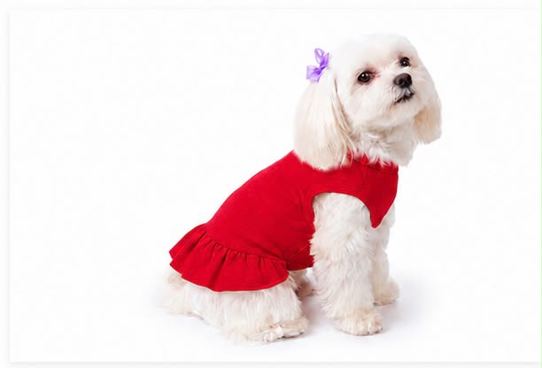     Small dog wearing red personalized ruffle dog dress