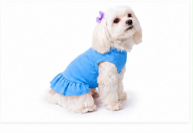     Small dog wearing blue personalized ruffle dog dress
