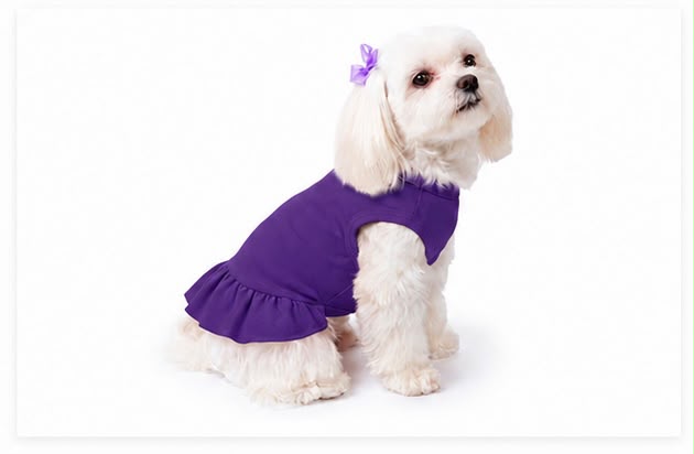     Small dog wearing purple personalized ruffle dog dress