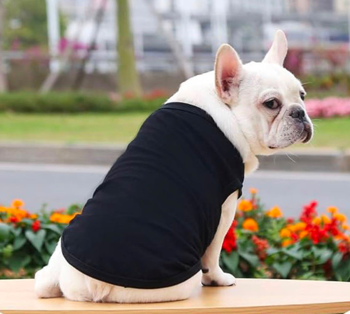     French Bulldog wearing black dog T-shirt ready for custom personalization