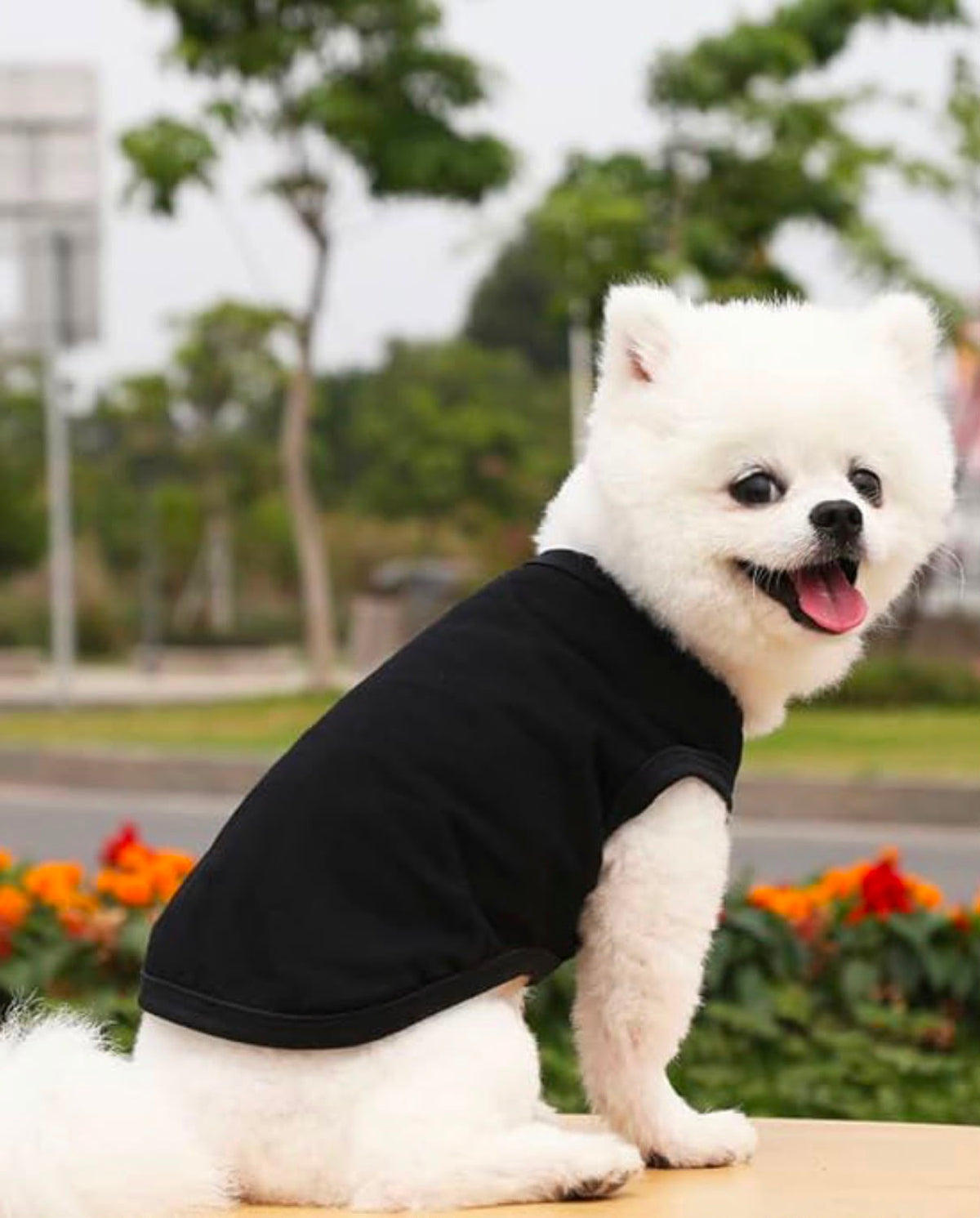     Small dog wearing black personalized pet T-shirt